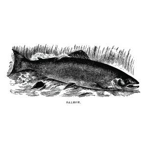 Fresh salmon fillet and premium canned tuna