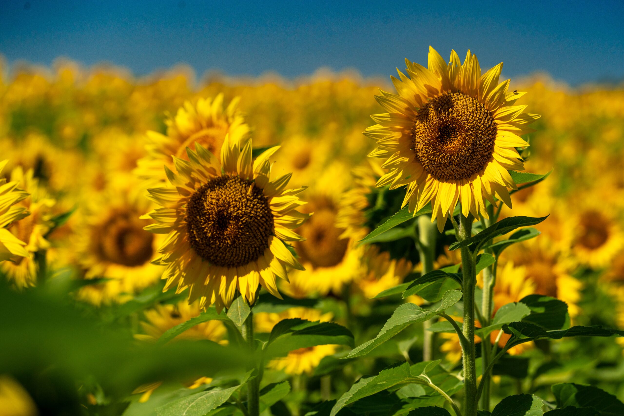 Bulk conventional and high oleic sunflower oil supplier field at sunset